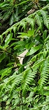 Plants: image 28 Of 208 Thumb